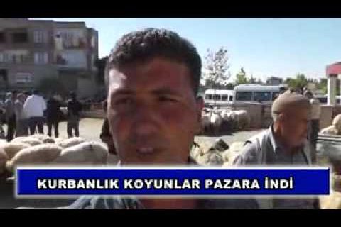 Kurbanlık koyunlar pazara indi