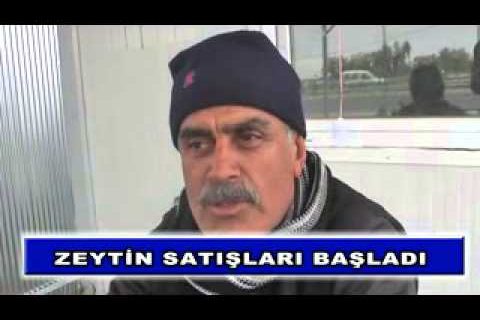 Zeytin satışları başladı