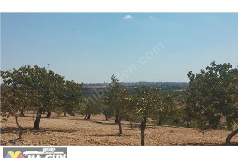 2900m2,,,,Fıstık,,,Zeytin,,,Üzüm Bağ,,,,Resmi Yola Sıfır.....