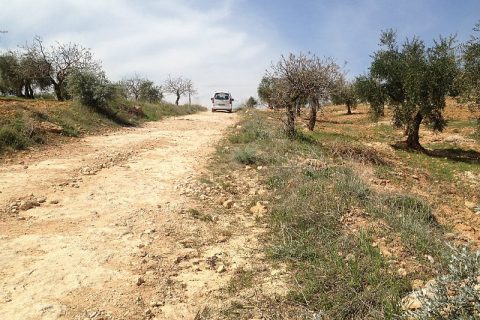 4100m zirve konumlu bahçe
