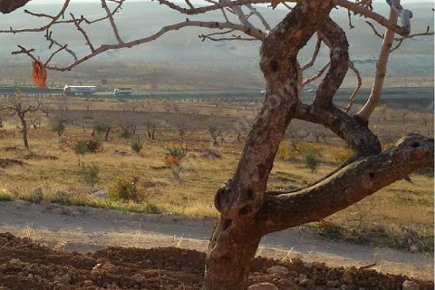 Yola cepheli fıstık zeytin bahçesi