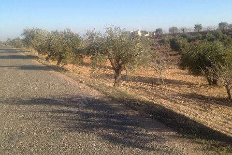 Sahibinden satılık asfalt üstü zeytin ve fıstıklık 917 mtre