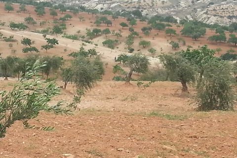 Sahibinden kocatepe de satlik mahsullu zeytinlik bakmadan geçme!