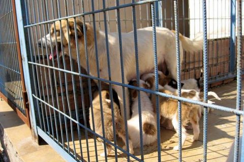 Büyükşehir, nizip'teki köpek barinağini iyileştirecek