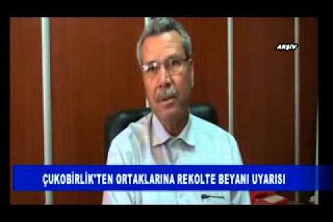Asvalt kenarinda süper zeytinlik