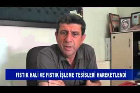Fistik hali ve fistik işleme tesisleri hareketlendi
