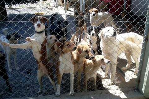 Köpek barinaği bakima alindi