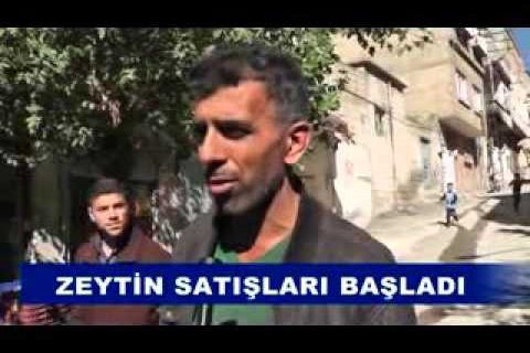 Zeytin satişlari başladi
