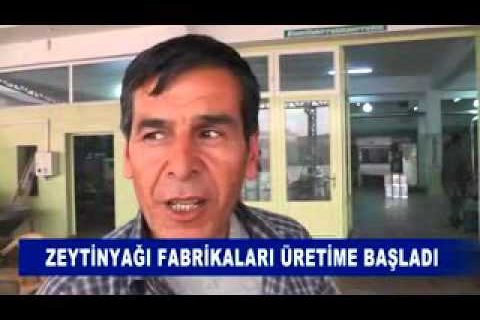 Zeytinyaği fabrikalari üretime başladi