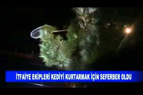 Itfaiye ekipleri kediyi kurtarmak için seferber oldu