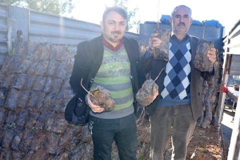 Batmanda Fıstık Fidanlarının Dağıtımı Başladı