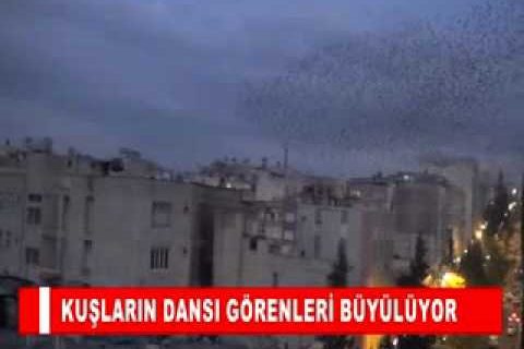 Kuşlar