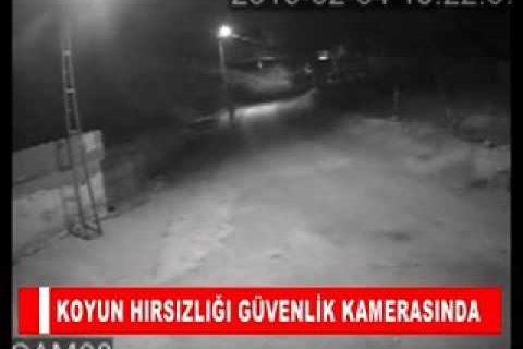 Koyun hirsizliği güvenlik kamerasinda