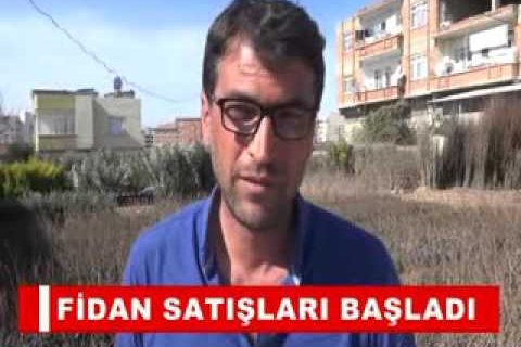 Fidan satişlari başladi