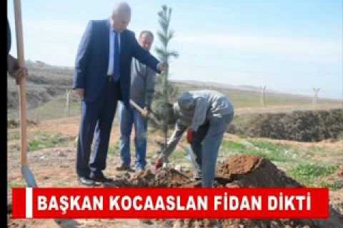 Başkan kocaaslan fidan dikti