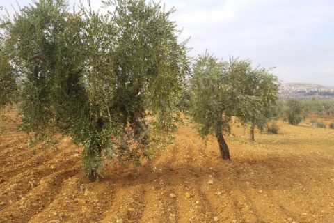 Kocatepe mükemmel zeytin bahçesi