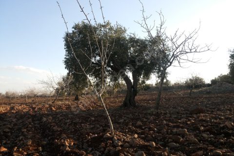 özyurt köyünün incisi karabağda fıstıklık