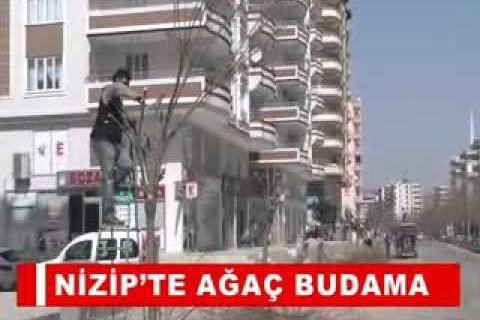 Nizip’te ağaç budama