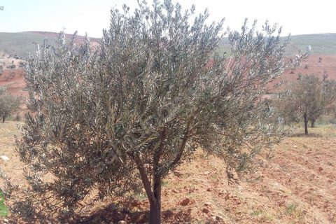 çağrı gayrimenkuldan satılık nizip sekilide zeytinlik 15.000m2