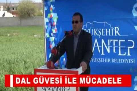 Dal güvesi ile mücadele