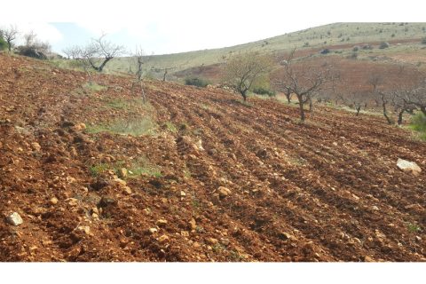 Sahibinden Satılık Fıstıklık