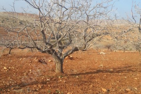 HAKSAL GAYRİMENKUL'DEN NİZİP KOCATEPE'DE 2.950m2 FISTIKLIK