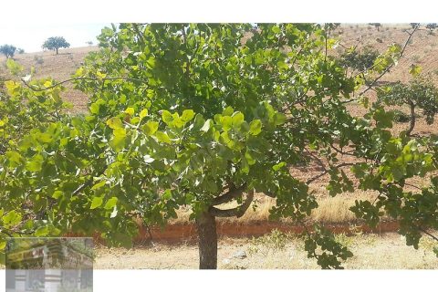 satlık uygun fiyatlı zeytin ve fıstık bahcesi