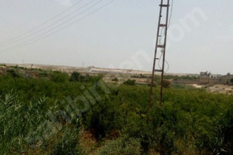 8 yillik yetişmiş hicaz nar bahcesi