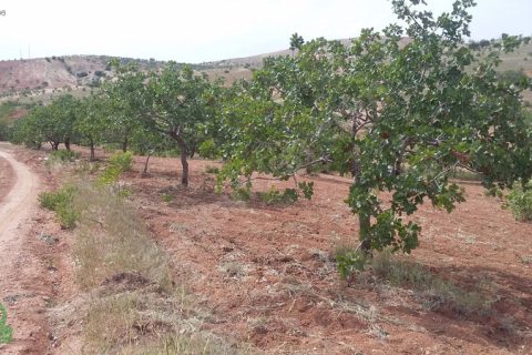 çağrı gayrimenkuldan nizip kocatepe satılık 11.000m2 fıstıklık
