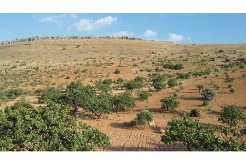Kocatepede satlik 50 dönüm fistik zeytin