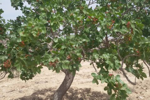Kocatepede mükemmel fistik zeytin bahçesi