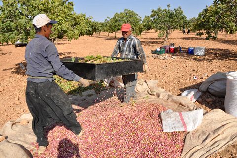 Beng fistiklar toplanmaya başladi