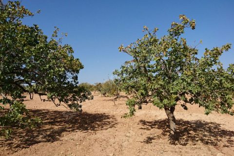 Nizip Günaltı da Fıstık Tarlası