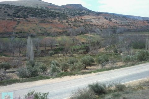 ana asfalt üstü 11600mt komple zeytin bahçesi
