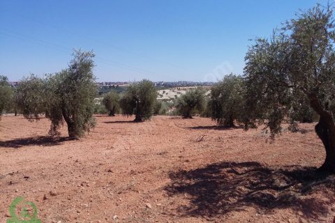 çağrı gayrimenkuldan nizip kızılcakente satılık 5900m2 zeytin
