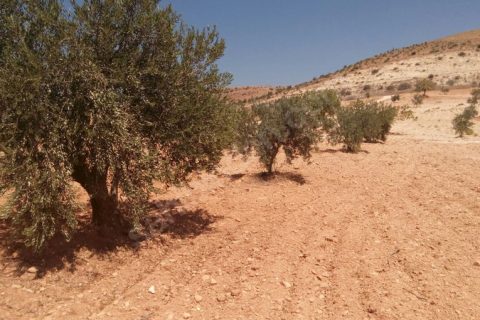 Gaziantep nizip kocatepe satilik fistik ve zeytin tarlasi