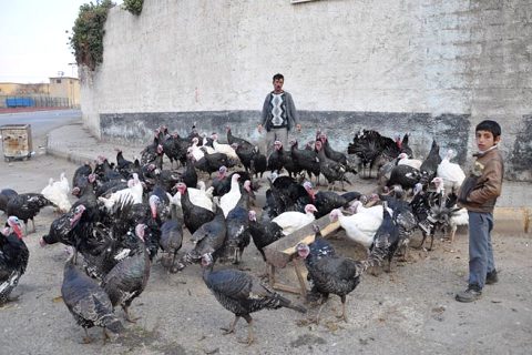 Hindi satişlari başladi