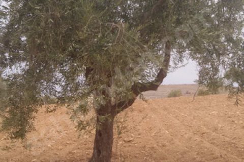 Uluyatirda harika zeytin fistik bahçesi