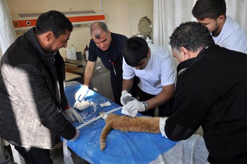 Yarali kedi tedavi edildi