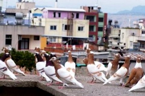 Güvercin Hırsızları Tutuklandı