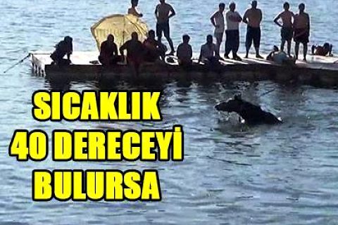 Firatin azgin sularinda insanlarla birlikte serinlediler