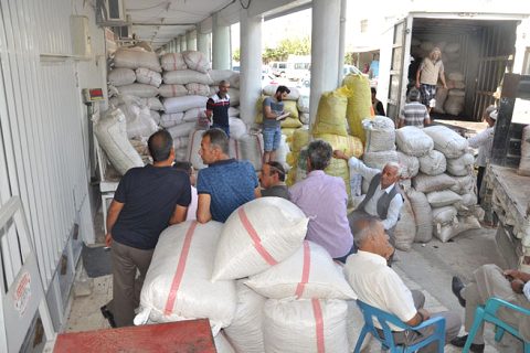 Nizip fistik halinde yoğunluk