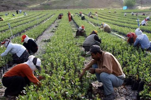 Fistik fidani fiyatlari, toptan fistik fidan satişi