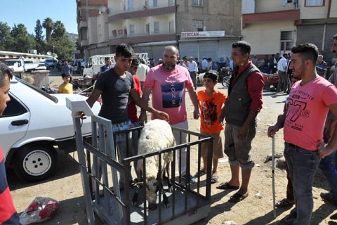 Nizip te kurbanlik koyun satanlar umduğunu bulamadi