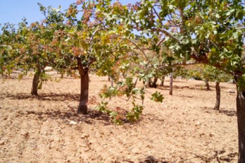Satlik fistiklik