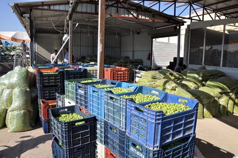 Zeytin satişlari başladi