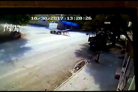 Kontrolden çikan at duvara çarpti