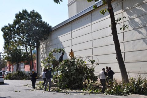 Nizip te ağaç budama çalişmasi