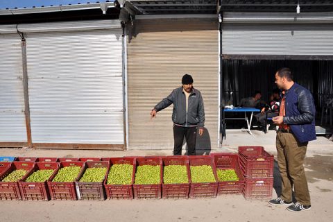 Zeytin hali ne yoğun ilgi