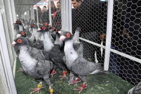 19 irktan güvercin görücüye çikti
